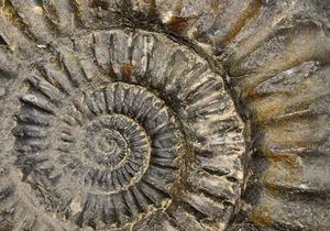 Ein spiralförmiges Fossil