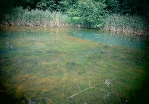 Gewässer im Grünen
