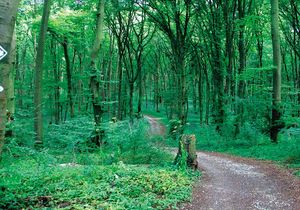 Ein Weg, der durch den Wald führt